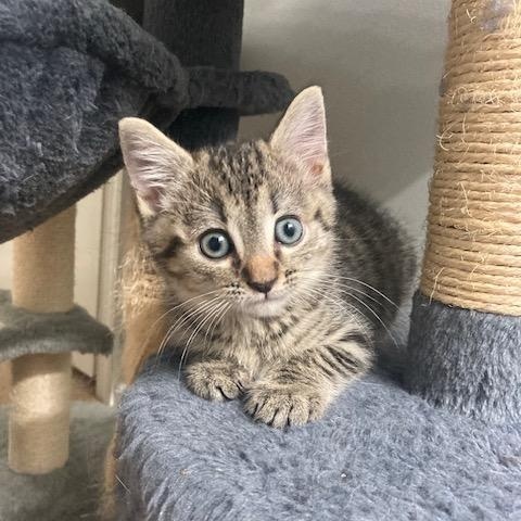 Enlarge PA - Rajah, a Adoptable Domestic Short Hair in Mickleton, NJ image 2/5