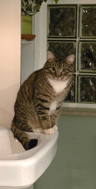 Enlarge MIKEY, a Adoptable Domestic Short Hair in Kent, WA image 1/1