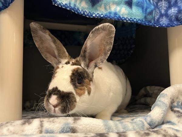 Gloria Aka Smores, Adoptable, Adult Female Mini Rex.