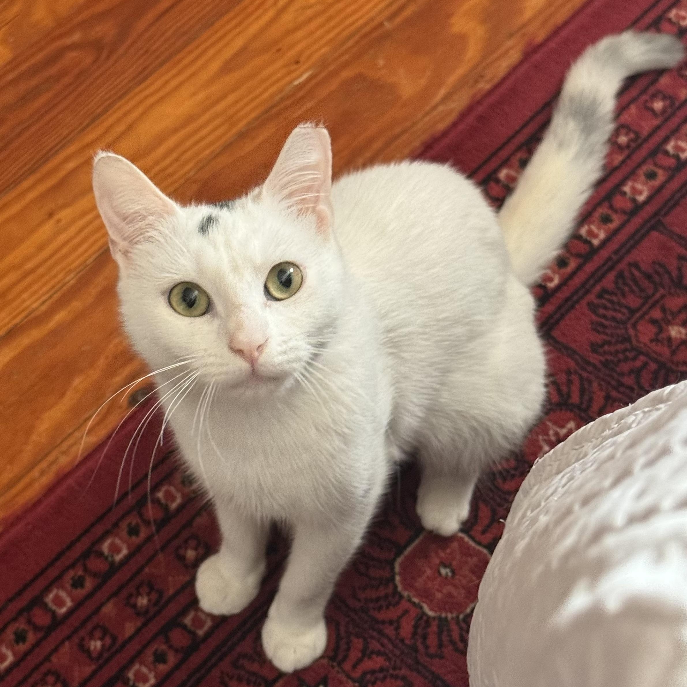 Lydia, ADOPTABLE, Young Female Domestic Short Hair.