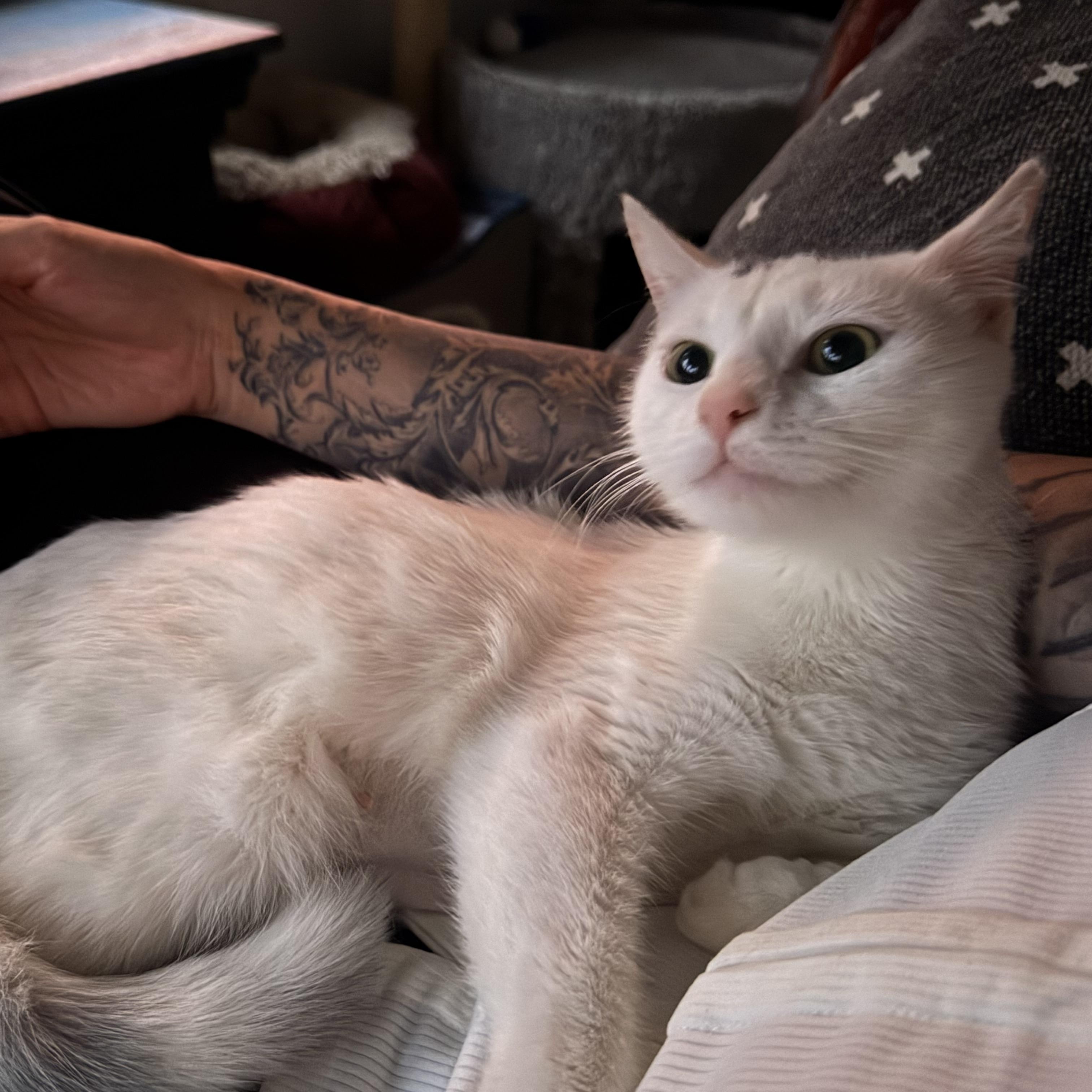 Enlarge Lydia, a ADOPTABLE Domestic Short Hair in Clifton, NJ image 2/3