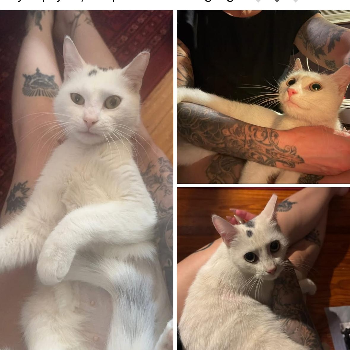 Enlarge Lydia, a ADOPTABLE Domestic Short Hair in Clifton, NJ image 3/3