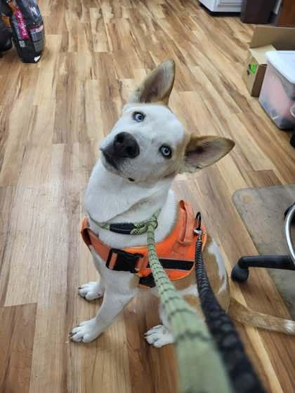 Enlarge Simon, an adoptable mixed breed in Canon City, CO image 1/1