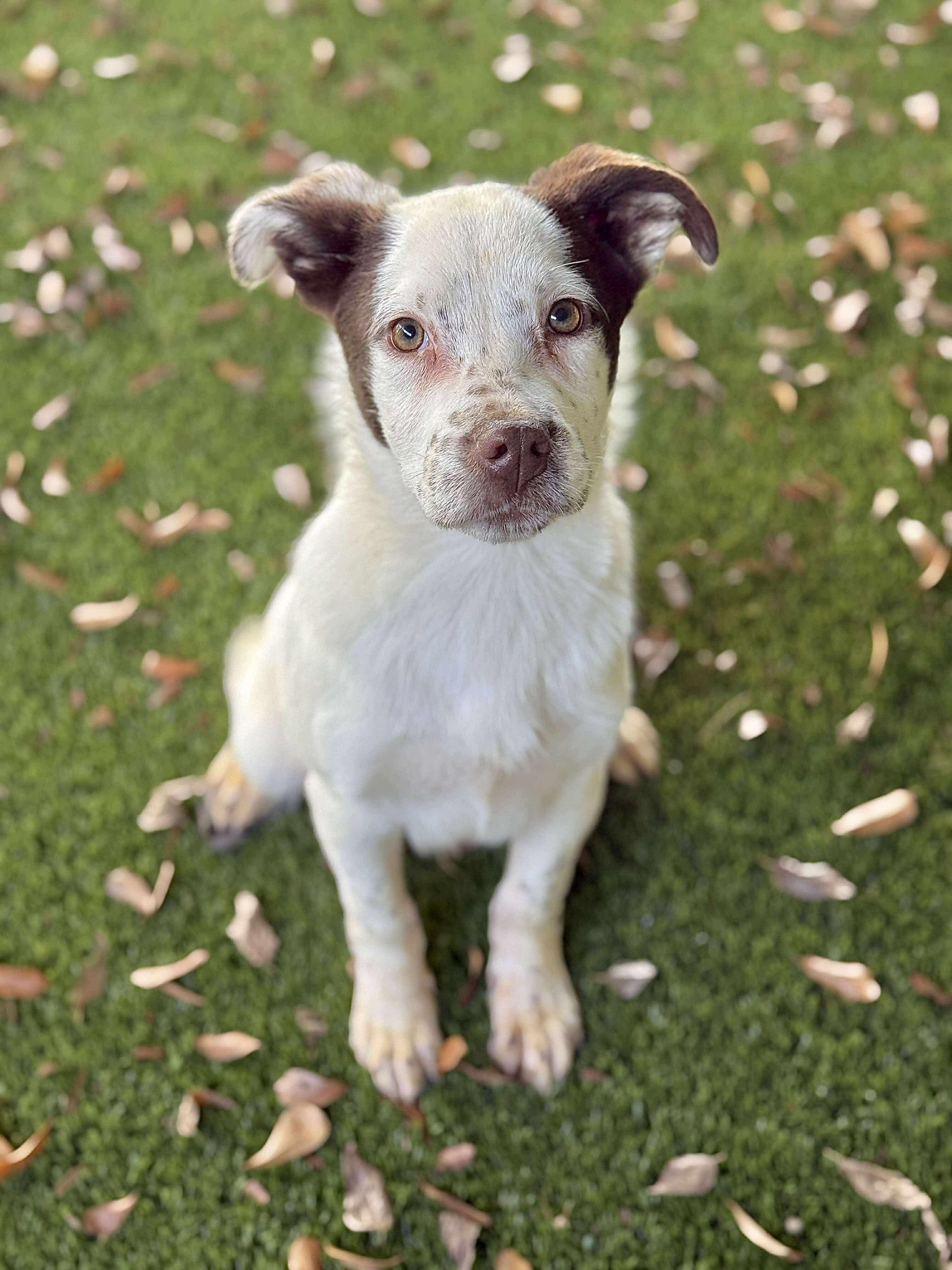 Pokey, Adoptable, Puppy Male Mixed Breed.