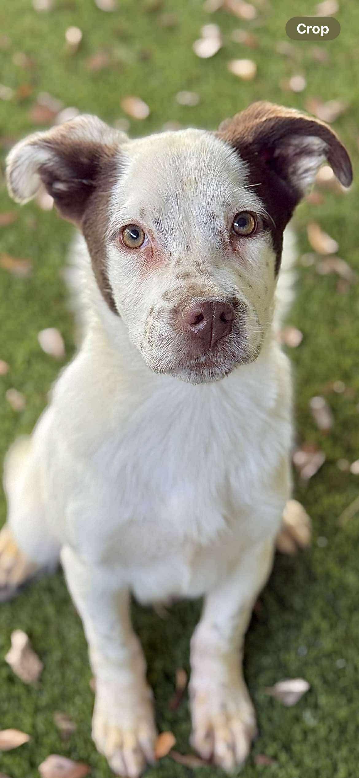 Pokey, a Adoptable mixed breed in Berwick, ME image 2/2