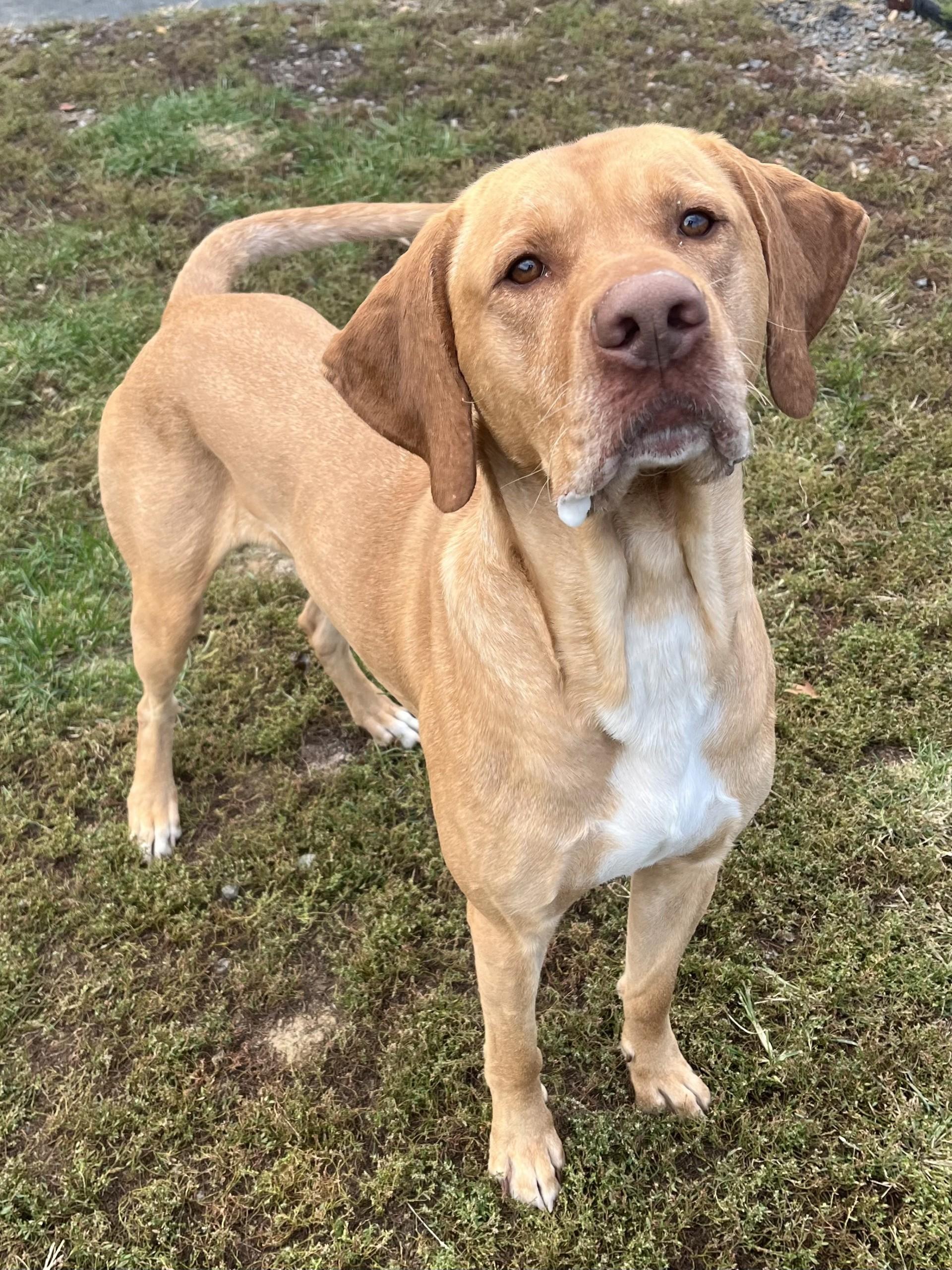Marley, Adoptable, Adult Male Labrador Retriever.