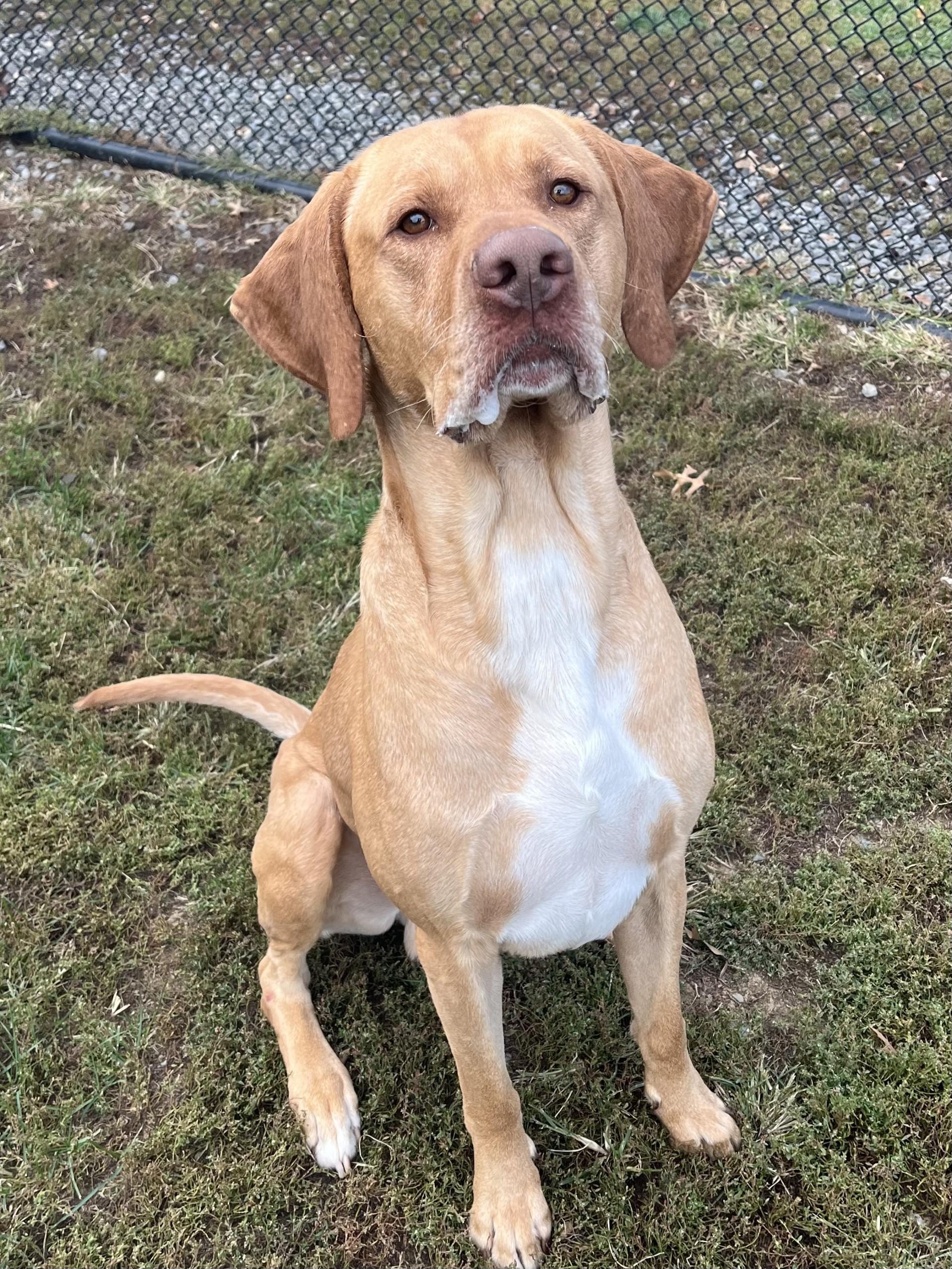 Enlarge Marley, a Adoptable mixed breed in Winchester, VA image 2/5