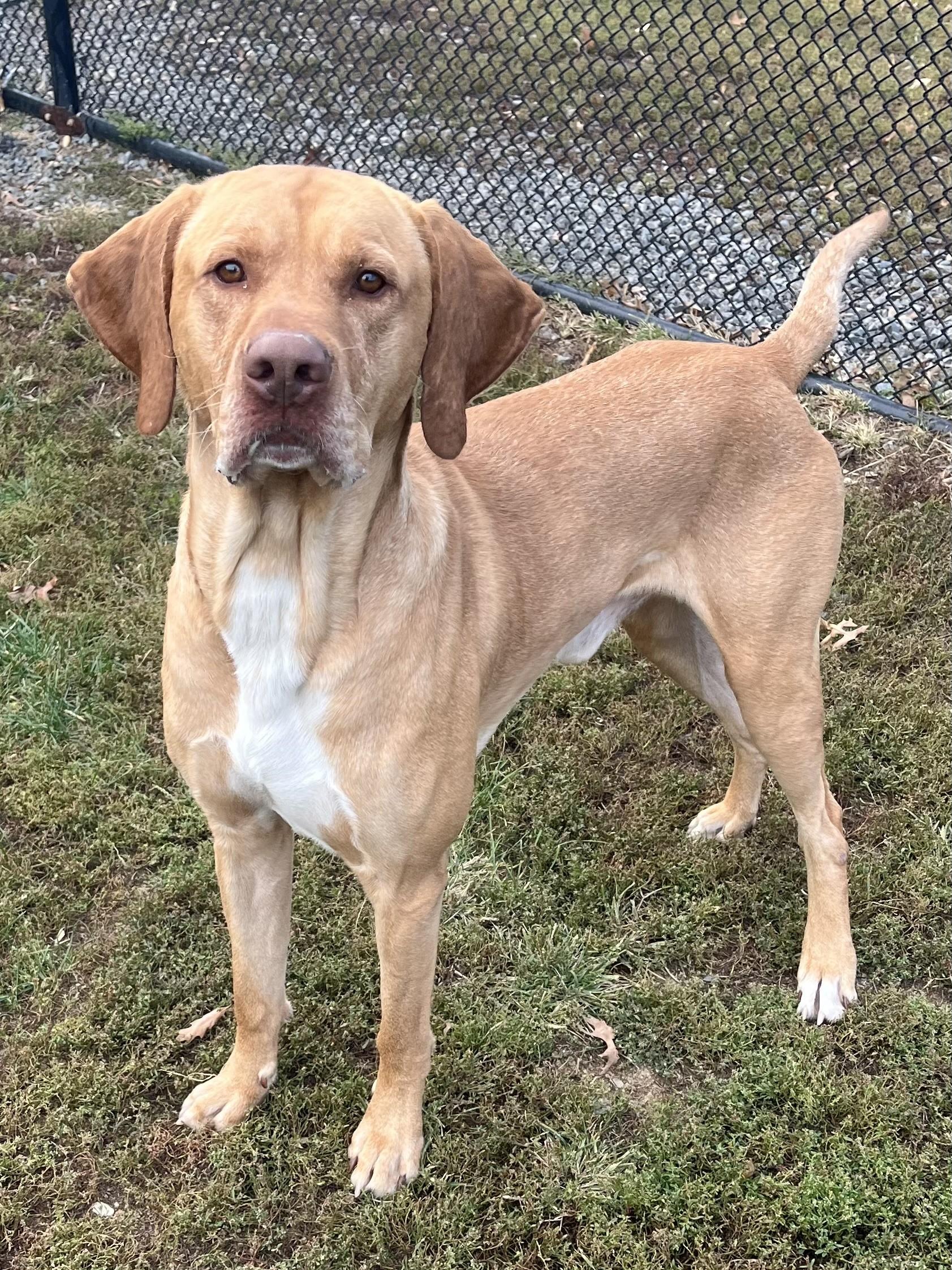 Enlarge Marley, a Adoptable mixed breed in Winchester, VA image 3/5