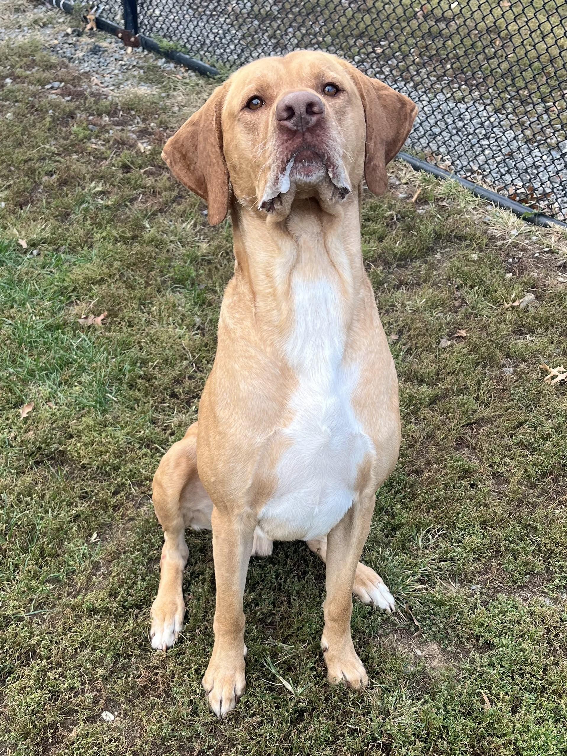 Enlarge Marley, a Adoptable mixed breed in Winchester, VA image 4/5