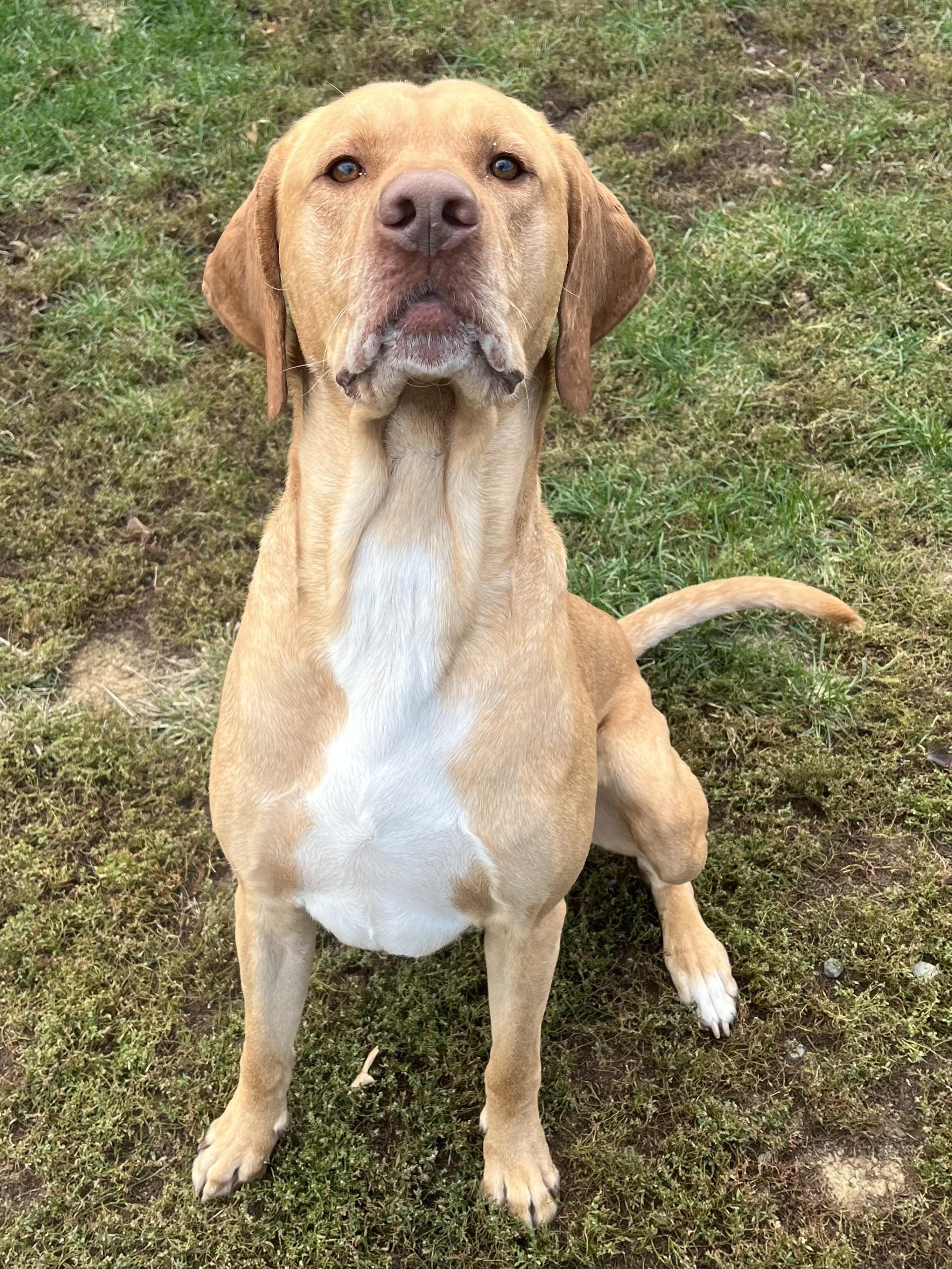 Enlarge Marley, a Adoptable mixed breed in Winchester, VA image 5/5