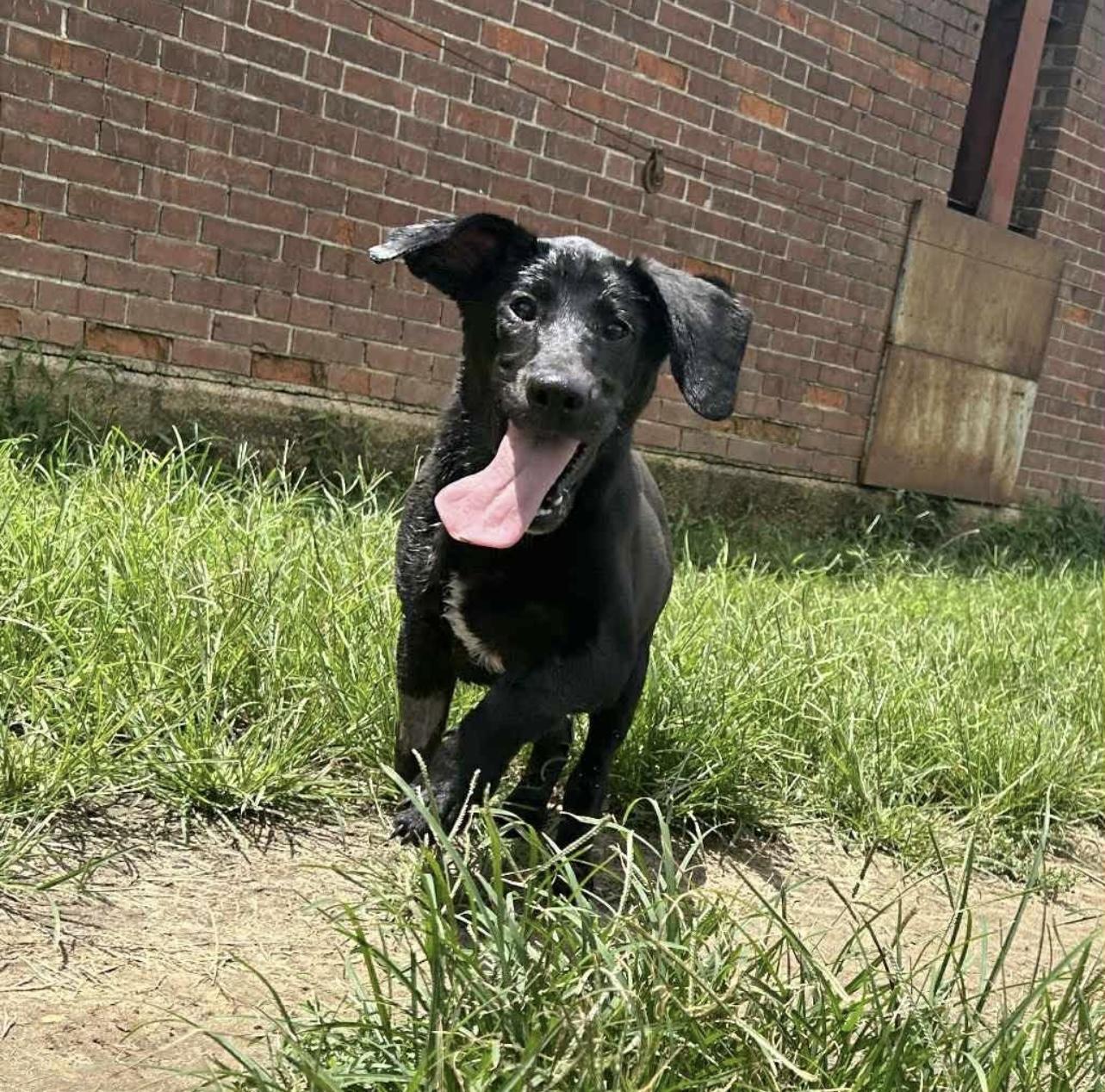 Lemon in NH! Come Meet our Adoptable Dogs Wednesday-Saturday. More info in Bio!