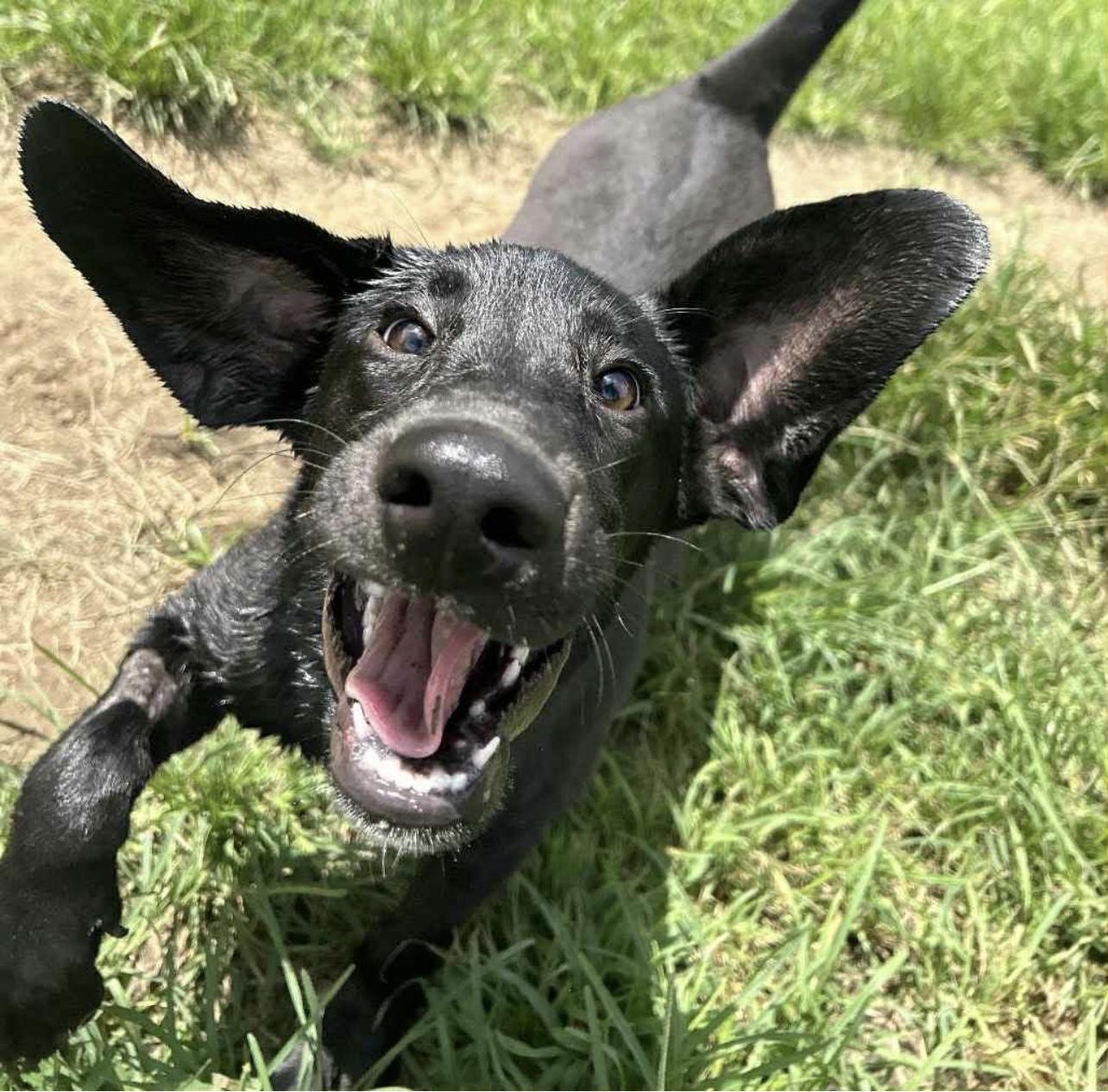 Lemon in NH! Come Meet our Adoptable Dogs Wednesday-Saturday. More info in Bio!