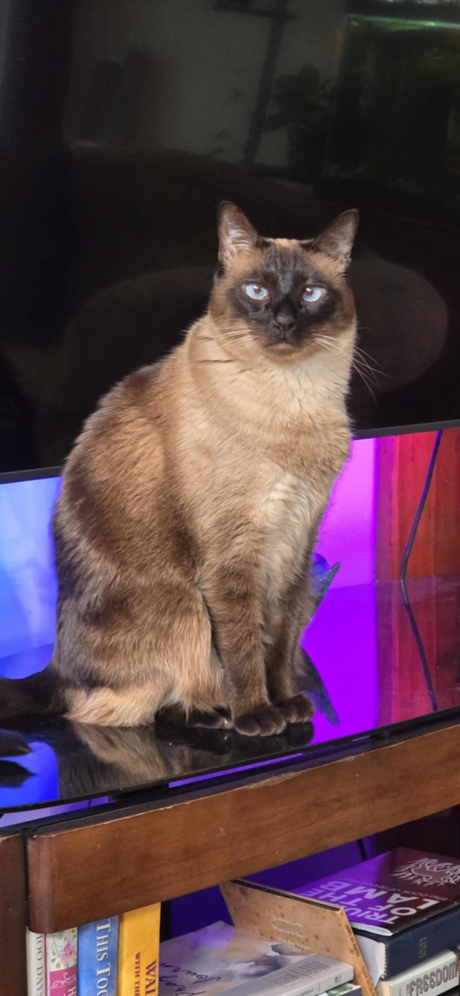 Zelda