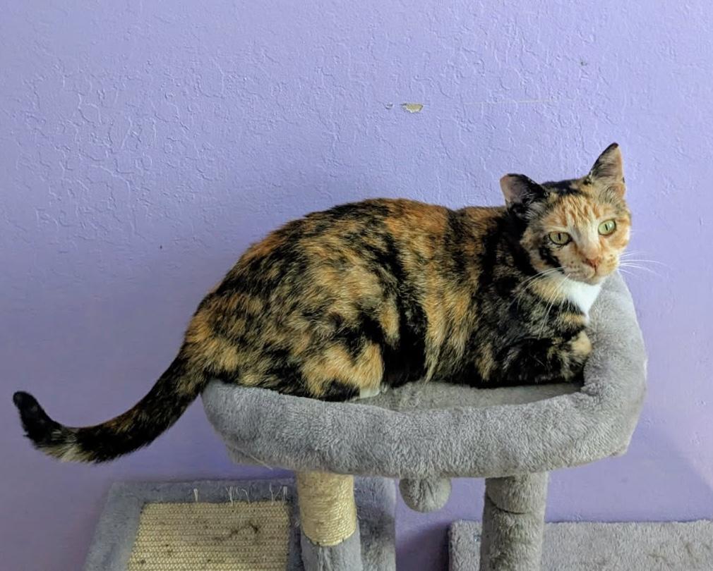 Blossom (sweet / gentle / chill), Young Female unknown