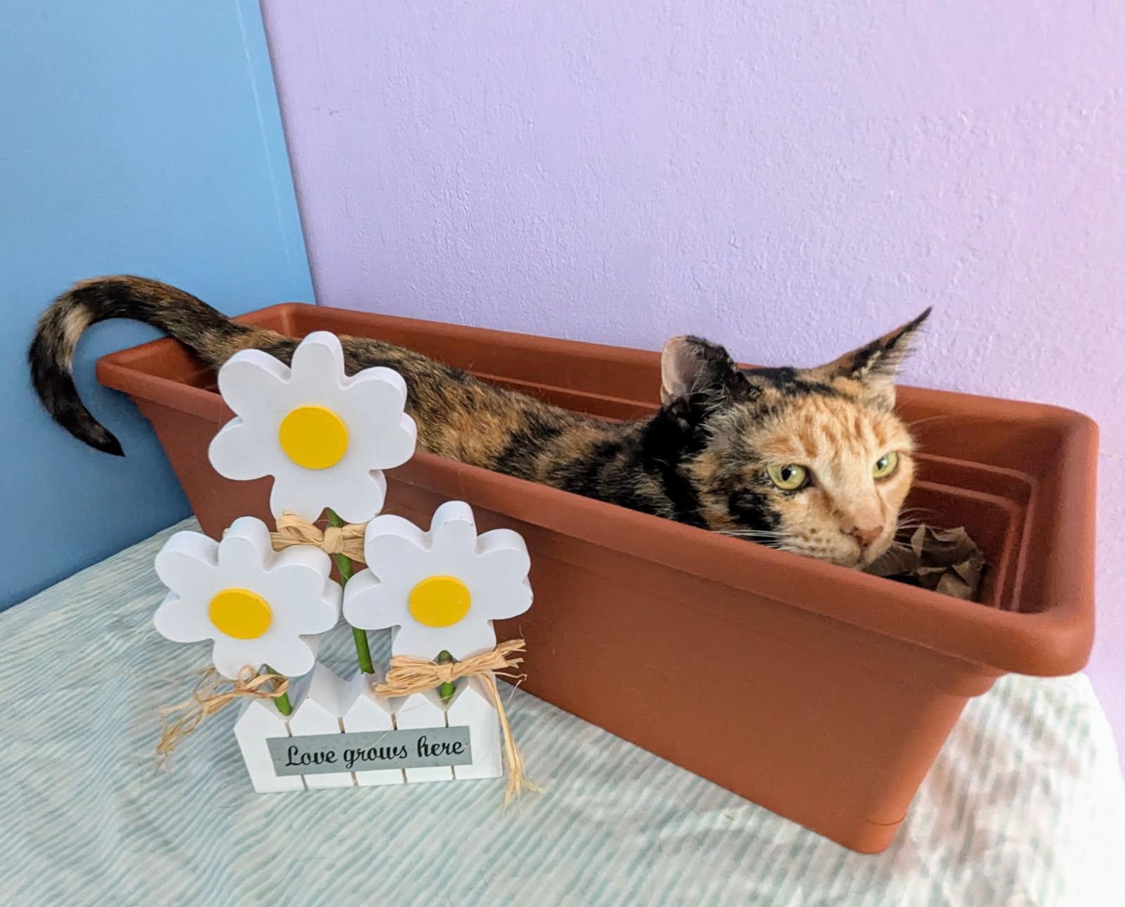 Blossom (sweet / gentle / chill) photo 3