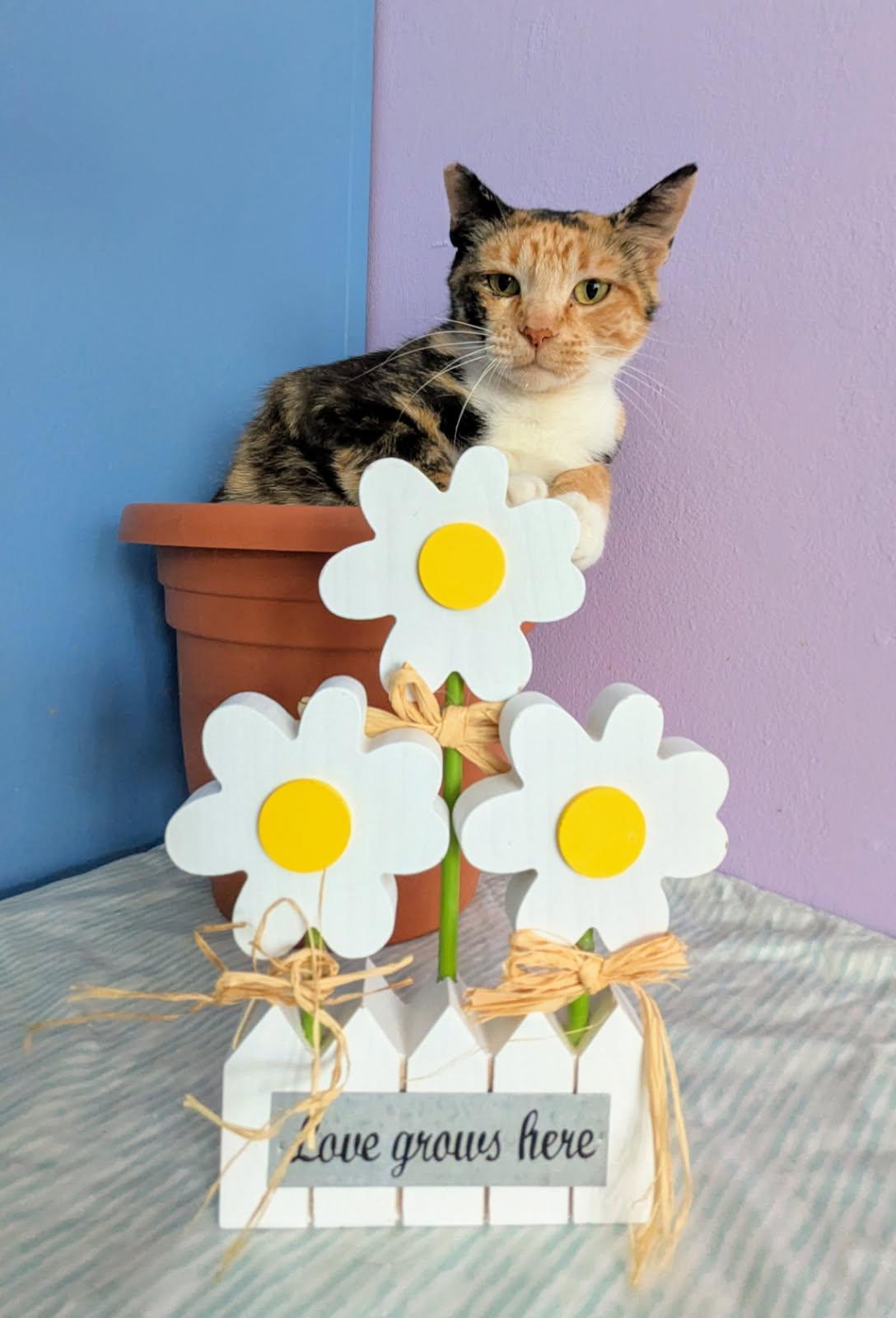 Blossom (sweet / gentle / chill) photo 2