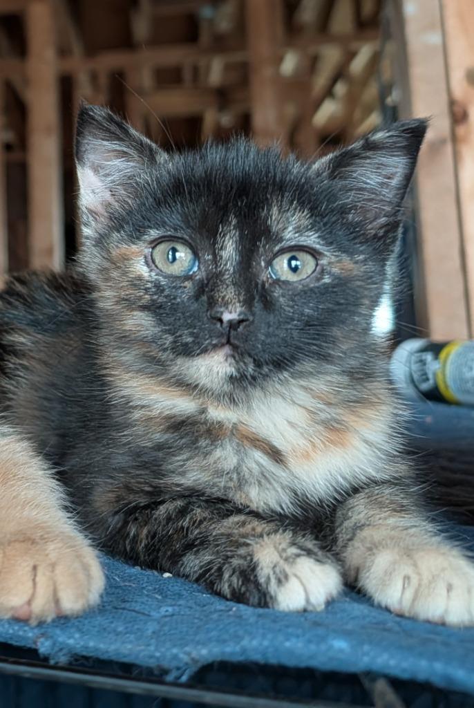 Tina, Adopted, Kitten Female Domestic Short Hair.