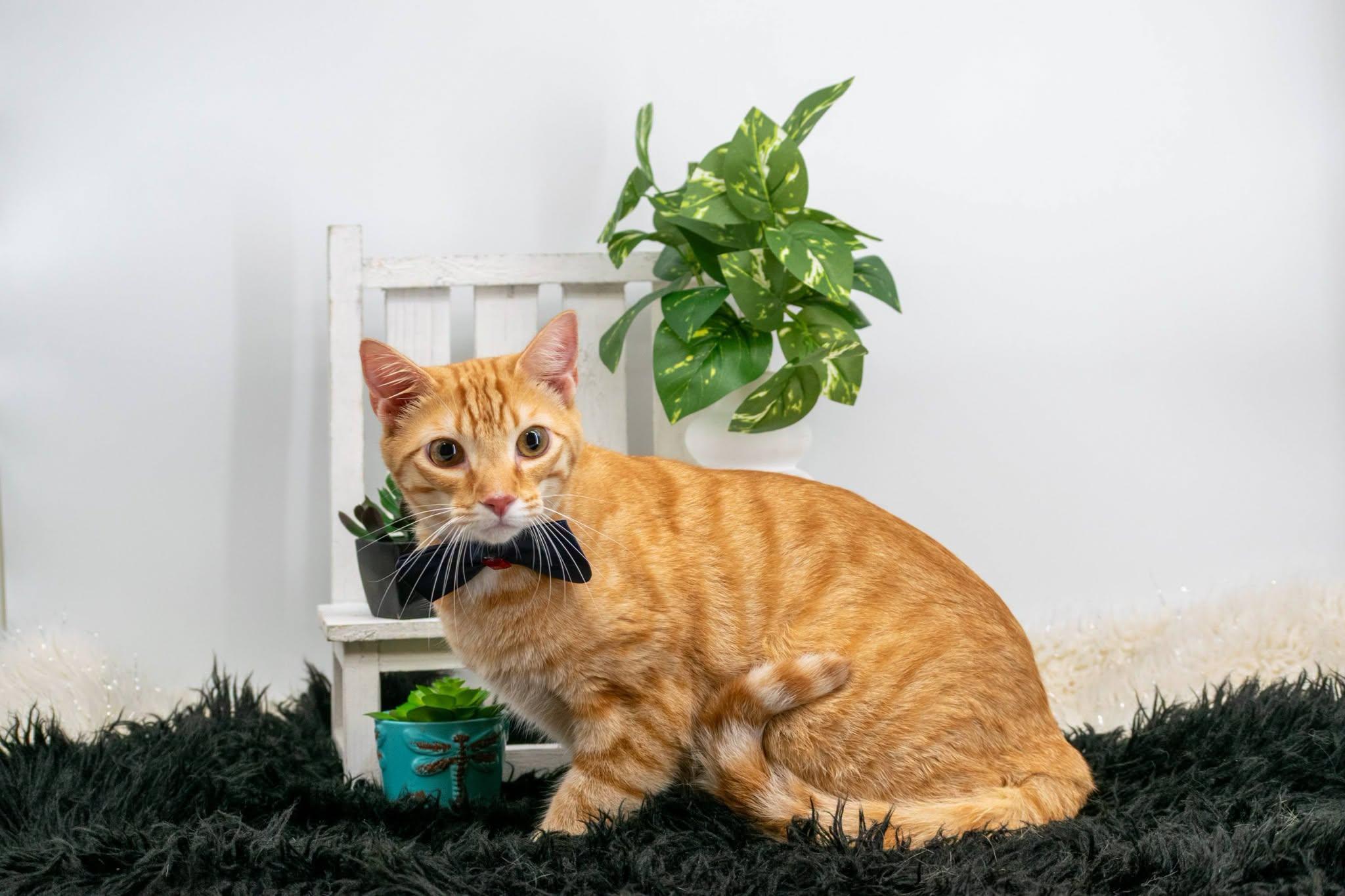 Thor, a ADOPTABLE Domestic Short Hair in Sevierville, TN image 3/3