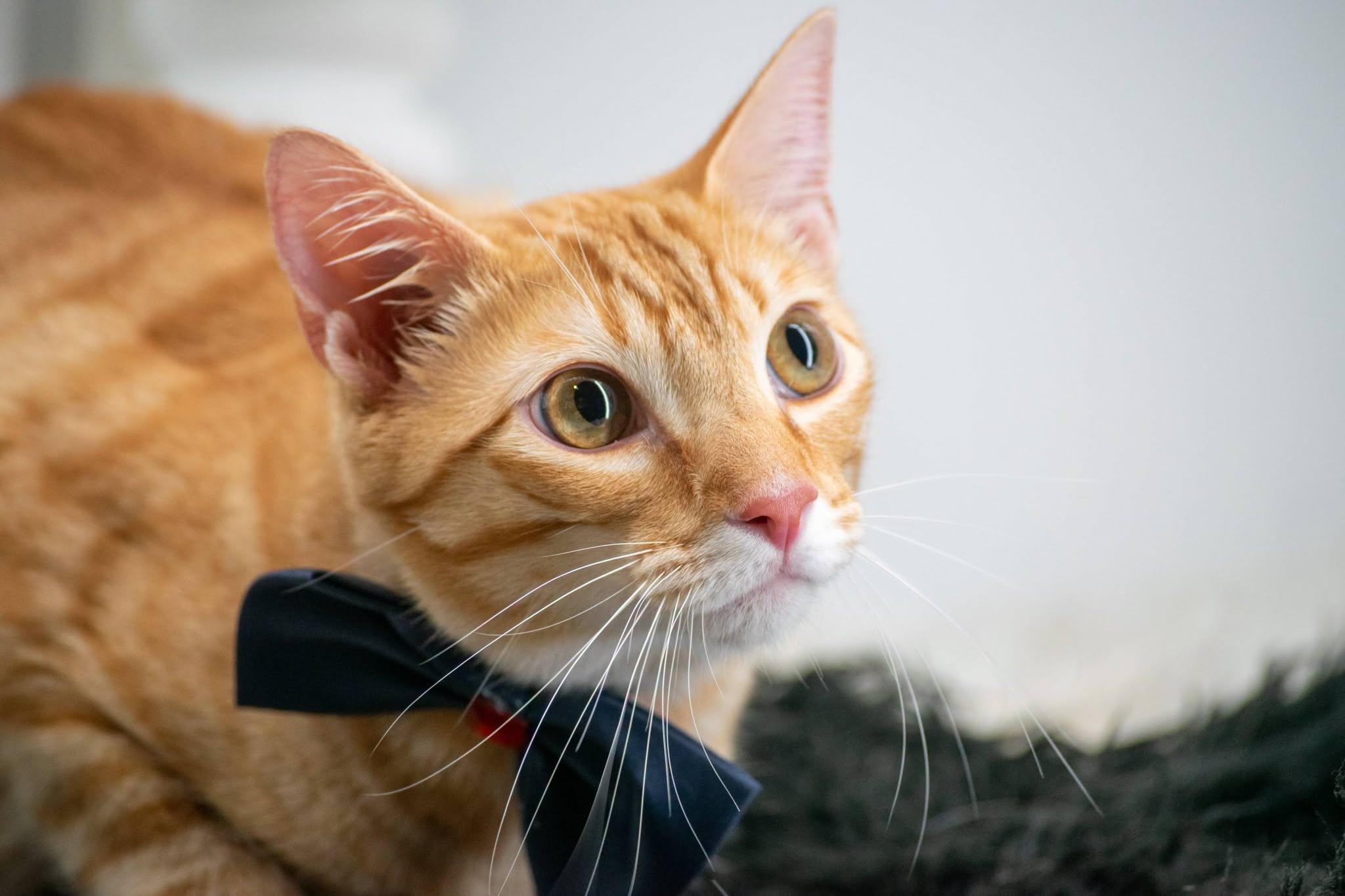 Thor, a ADOPTABLE Domestic Short Hair in Sevierville, TN image 2/3