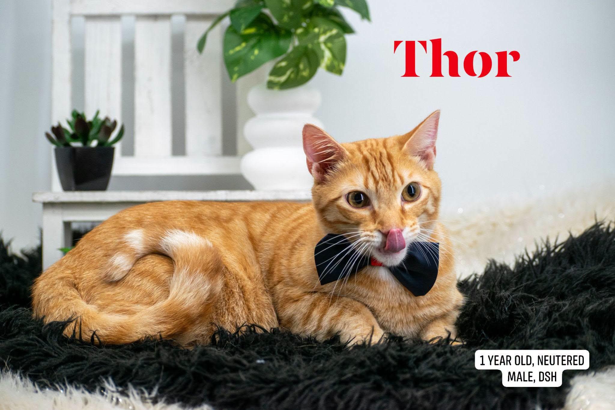 Thor, a ADOPTABLE Domestic Short Hair in Sevierville, TN image 1/3