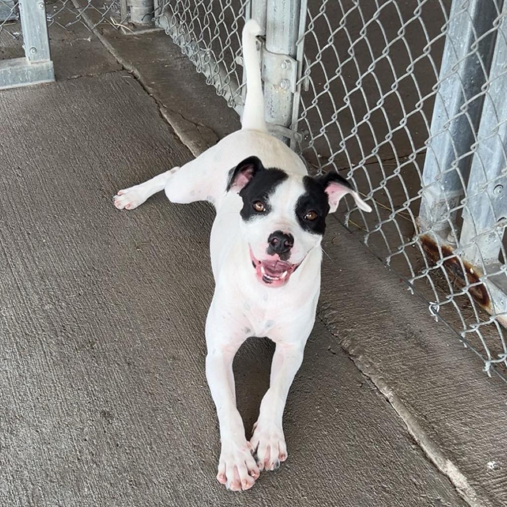 Tiny Tina, Adoptable, Adult Female Mixed Breed.