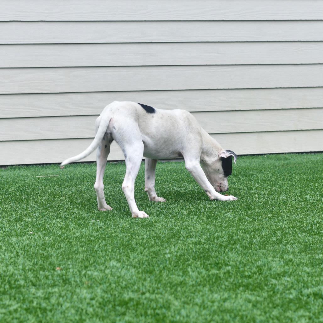 Tiny Tina, a Adoptable Mixed Breed in Emporia, KS image 2/6