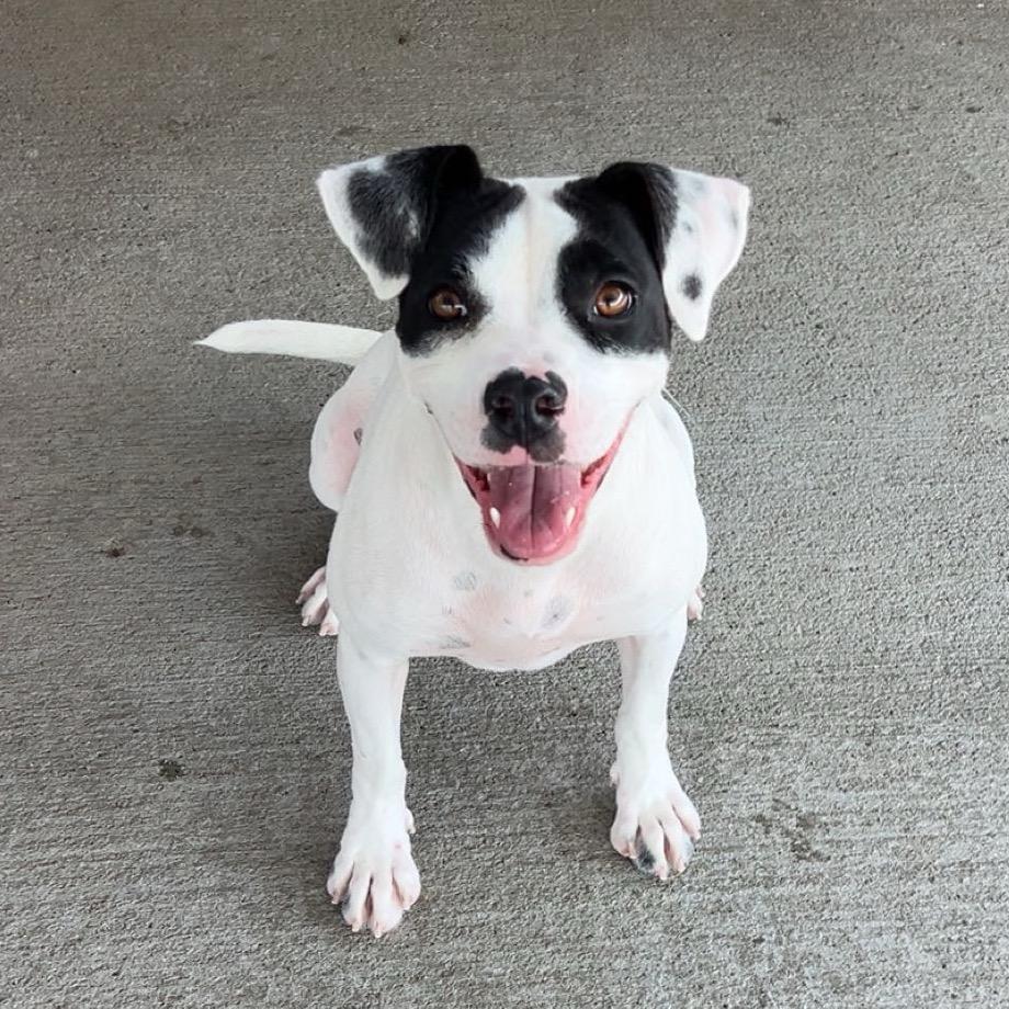 Tiny Tina, a Adoptable Mixed Breed in Emporia, KS image 3/6