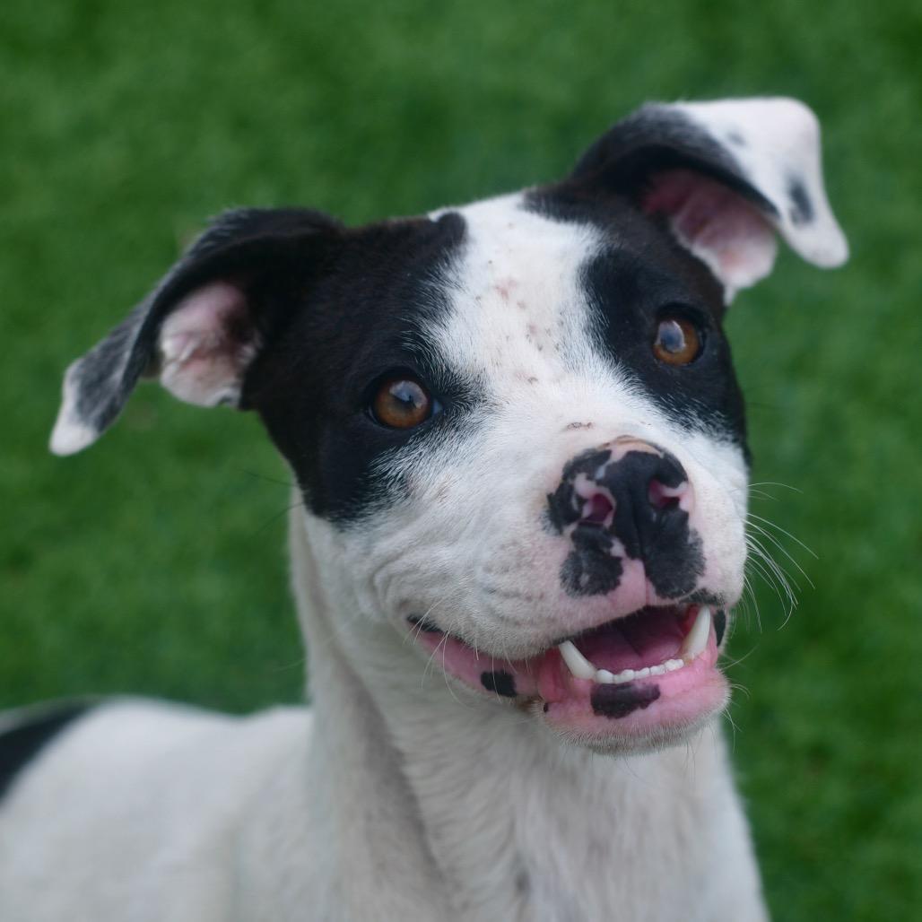 Tiny Tina, a Adoptable Mixed Breed in Emporia, KS image 4/6