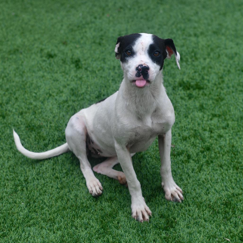 Tiny Tina, a Adoptable Mixed Breed in Emporia, KS image 5/6