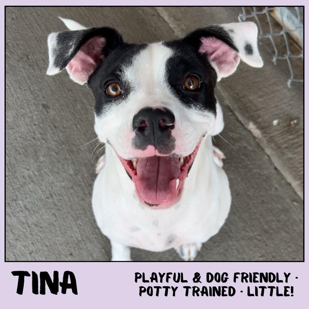 Tiny Tina, a Adoptable Mixed Breed in Emporia, KS image 6/6