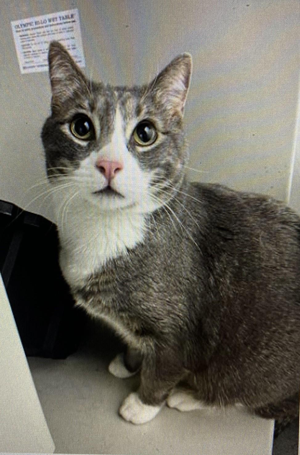 Ren & Rex - Seattle, WA, a Adoptable Domestic Short Hair in Seattle, WA image 6/6