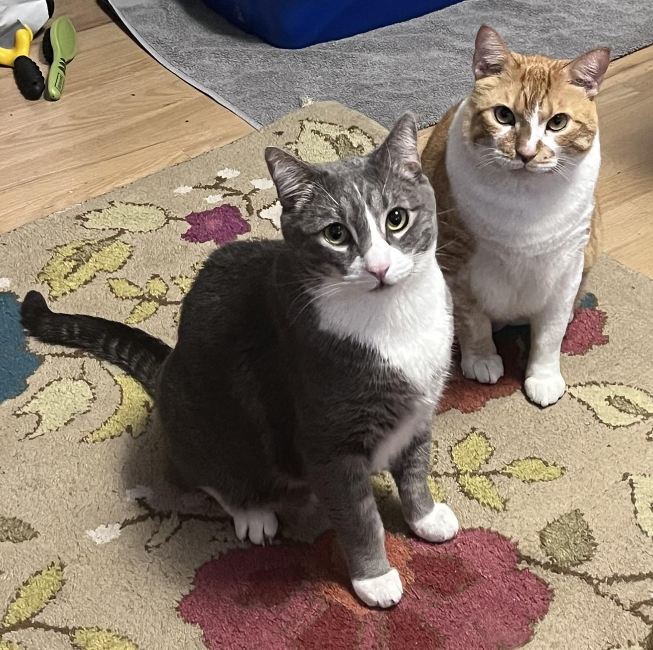 Ren & Rex - Seattle, WA