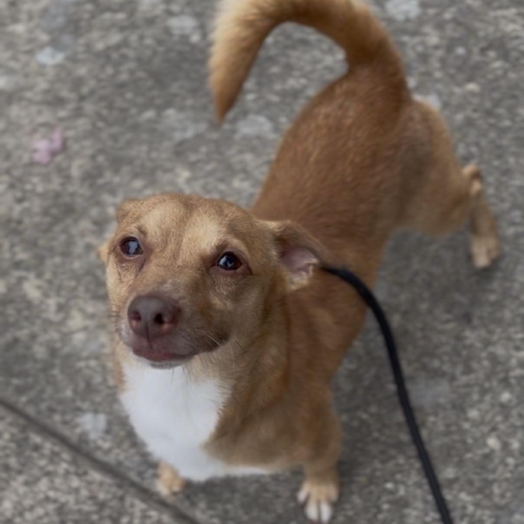 Bentley, Adoptable, Adult Male Chihuahua.