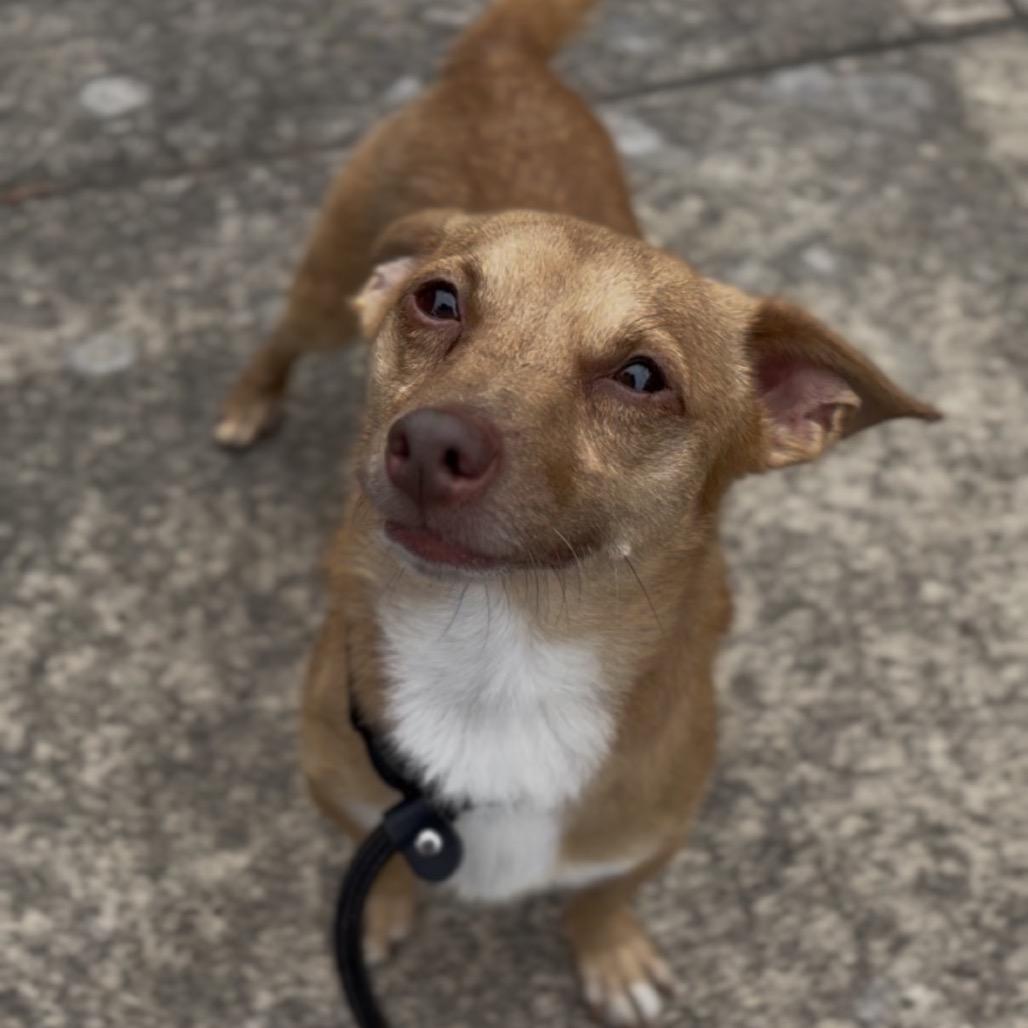 Enlarge Bentley, a Adoptable Chihuahua in Newberg, OR image 2/4
