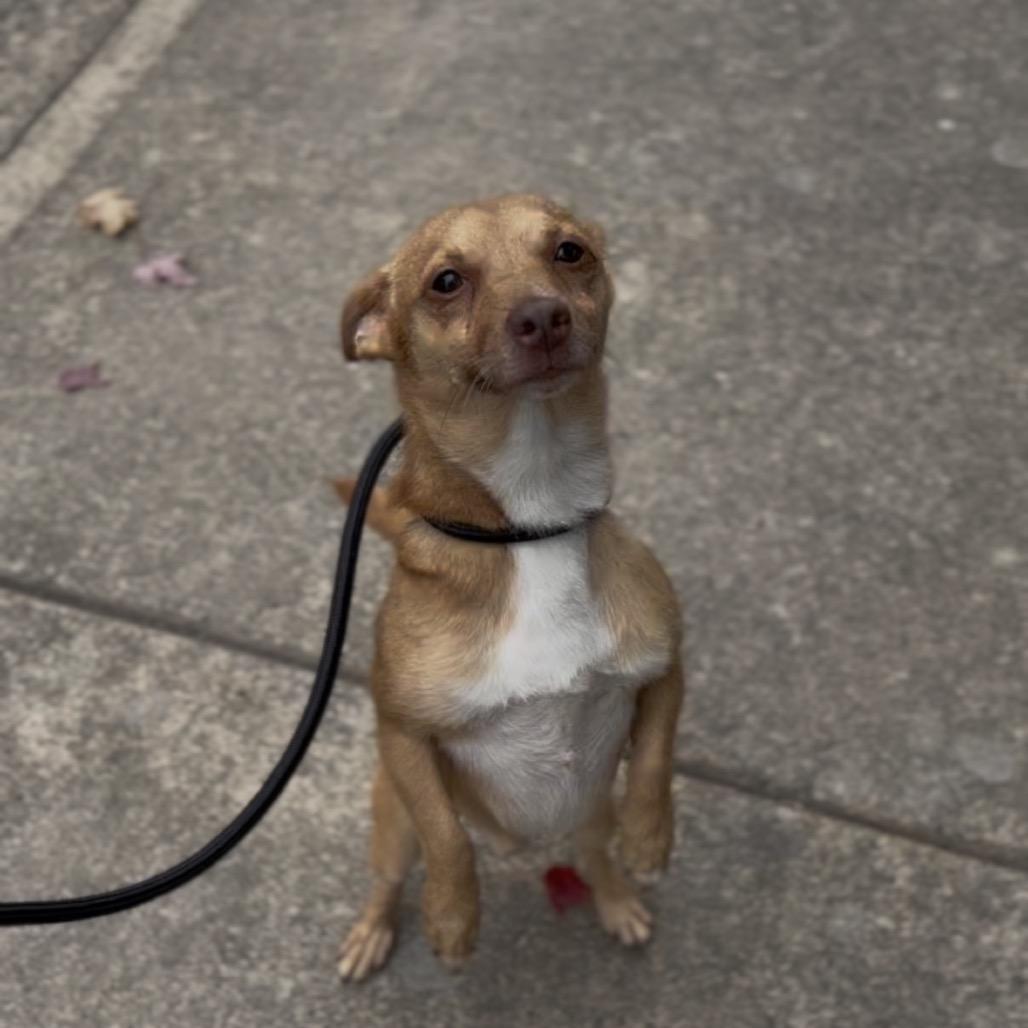 Enlarge Bentley, a Adoptable Chihuahua in Newberg, OR image 3/4
