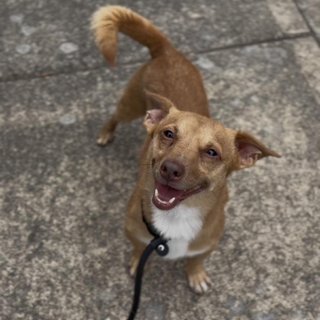 Enlarge Bentley, a Adoptable Chihuahua in Newberg, OR image 4/4