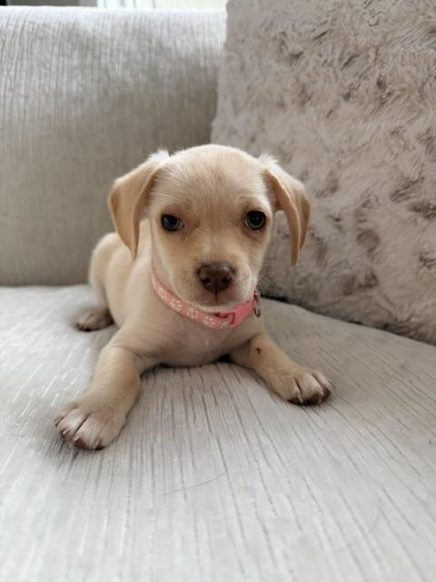 Enlarge Bellini , an adopted mixed breed in Kirkland , WA image 4/5