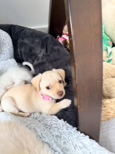 Enlarge Bellini , an adopted mixed breed in Kirkland , WA image 3/5