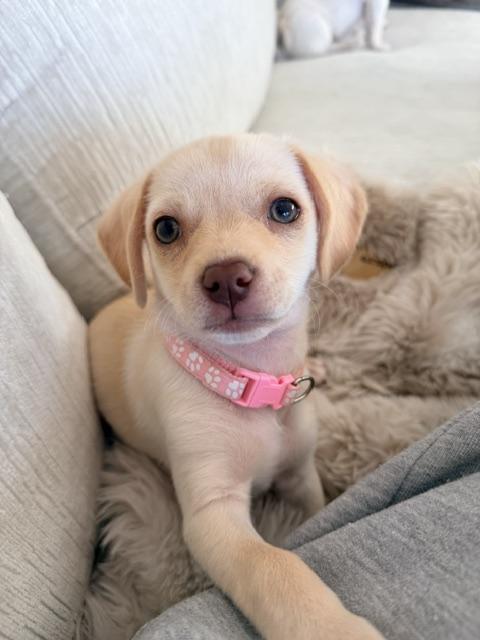 Enlarge Bellini , an adopted mixed breed in Kirkland , WA image 5/5