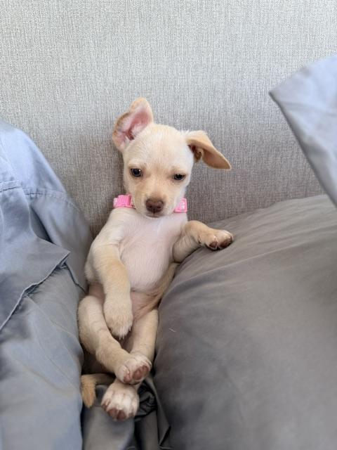 Enlarge Bellini , an adopted mixed breed in Kirkland , WA image 2/5