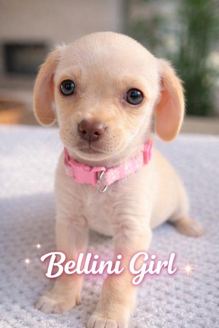 Bellini , adopted, Puppy Female Chihuahua & Terrier.