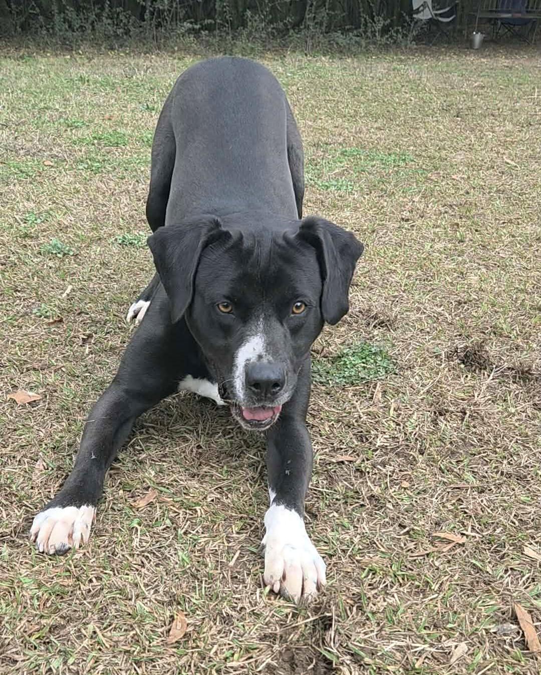 Enlarge Bruce, a Adoptable mixed breed in Anniston, AL image 6/6