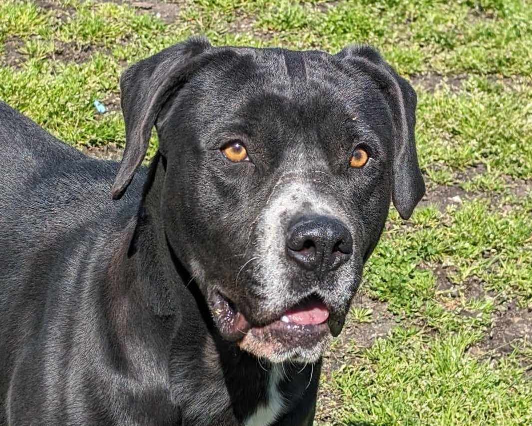 Enlarge Bruce, a Adoptable mixed breed in Anniston, AL image 5/6