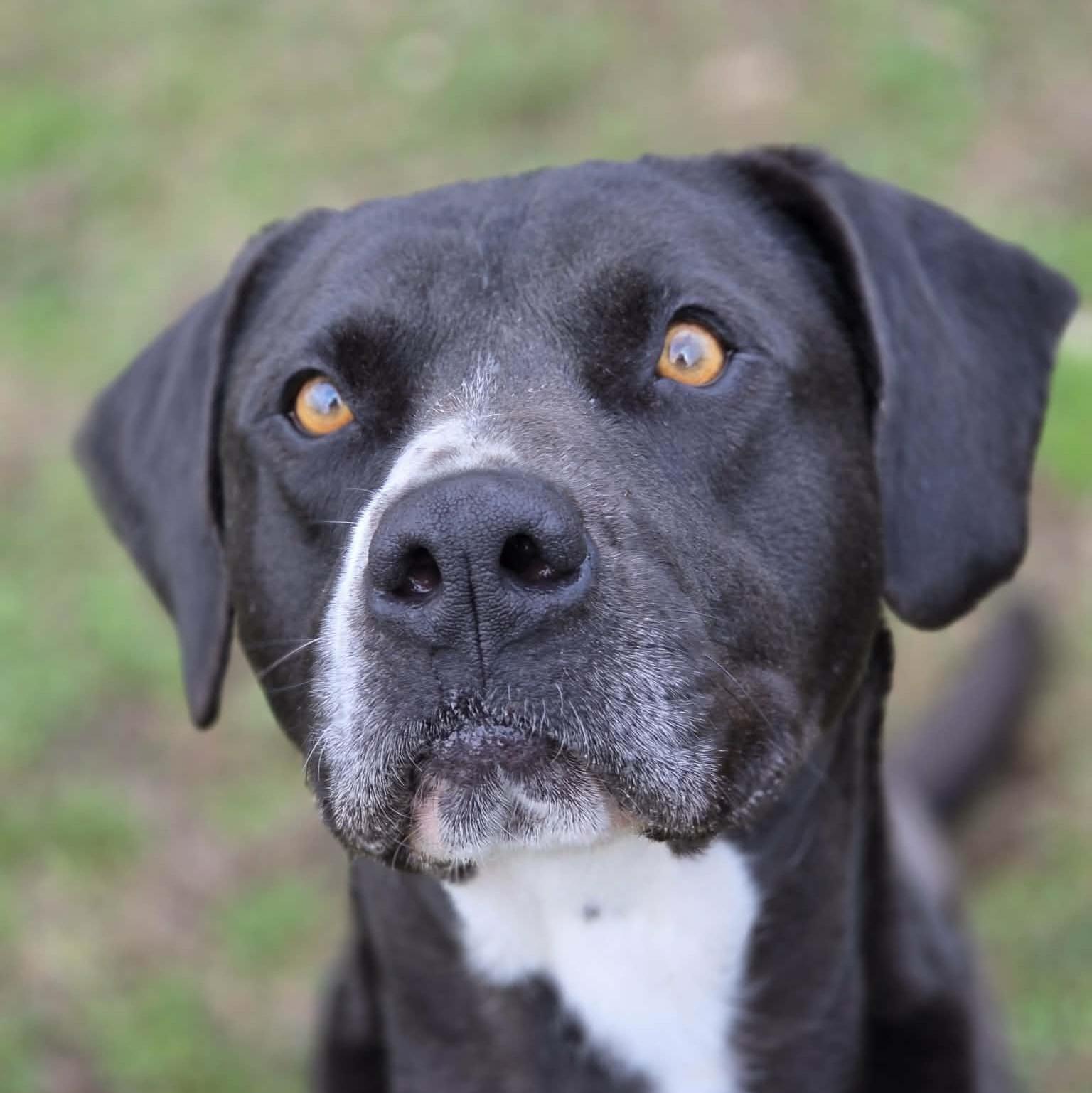 Bruce, Adoptable, Young Male Black Labrador Retriever & Boxer.