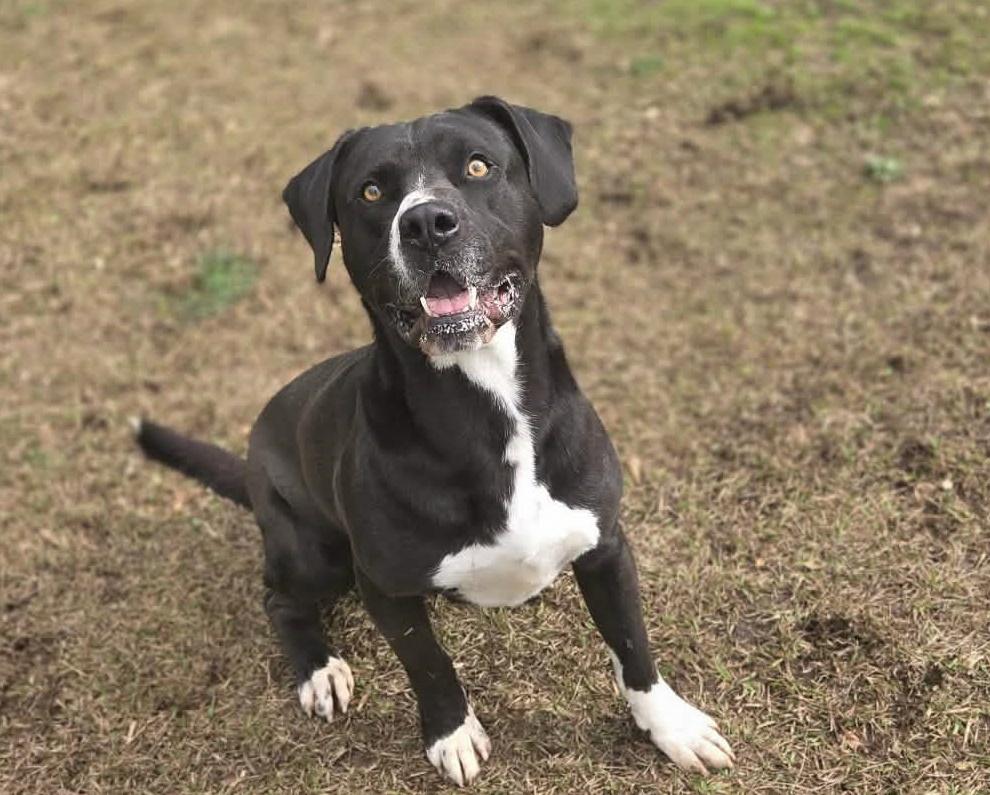 Enlarge Bruce, a Adoptable mixed breed in Anniston, AL image 4/6