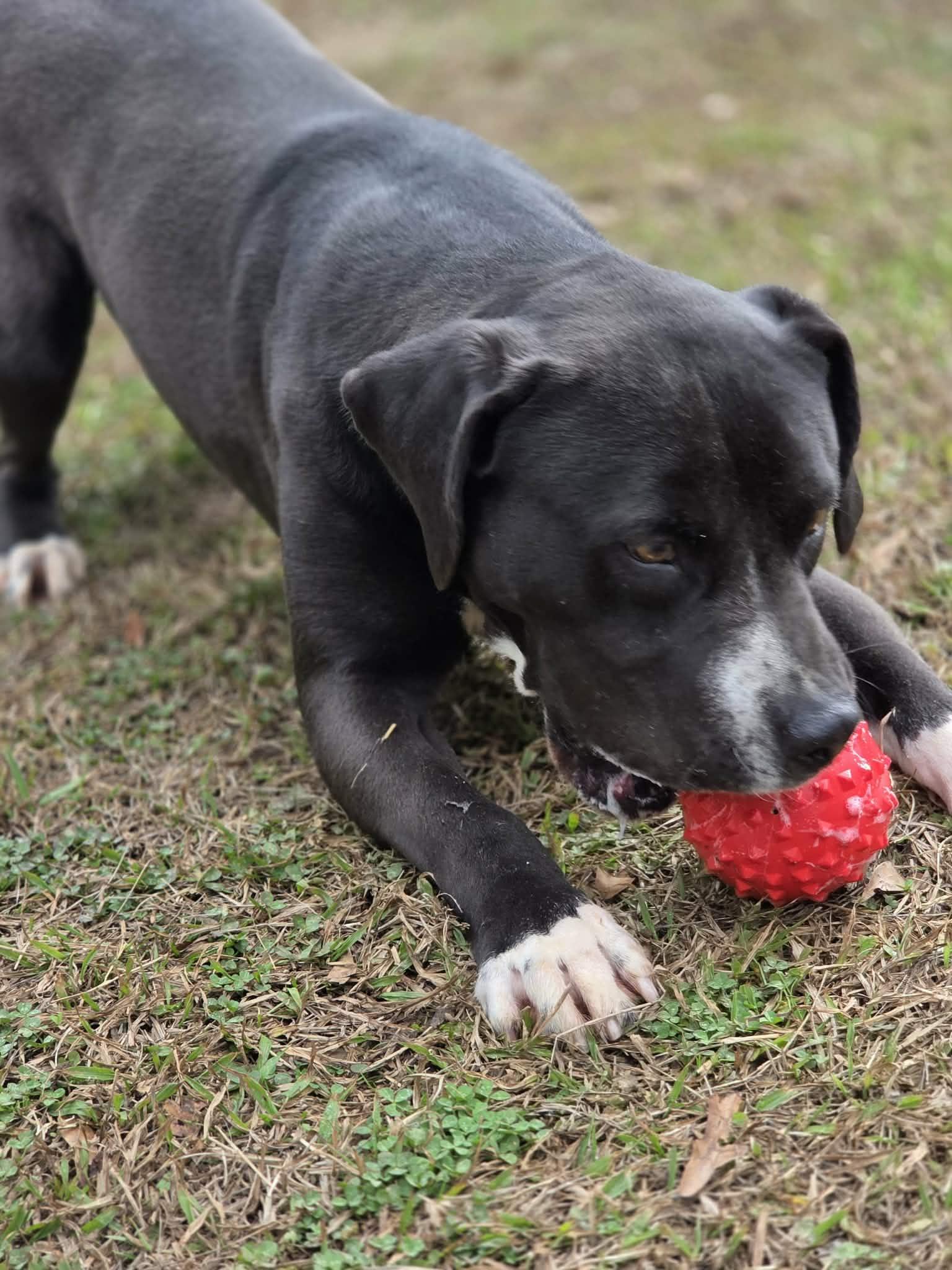 Enlarge Bruce, a Adoptable mixed breed in Anniston, AL image 2/6