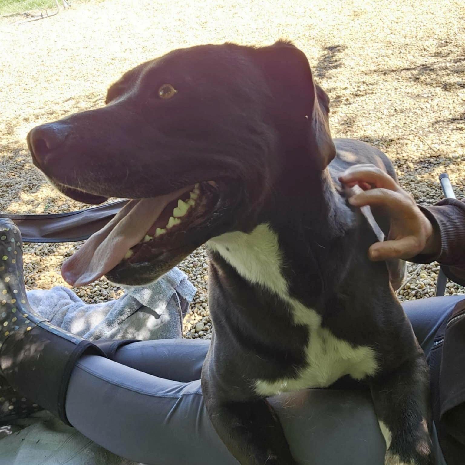 Enlarge Bruce, a Adoptable mixed breed in Anniston, AL image 3/6