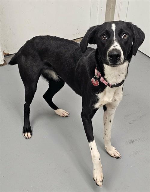 Regina, ADOPTABLE, Young Female German Shorthaired Pointer.