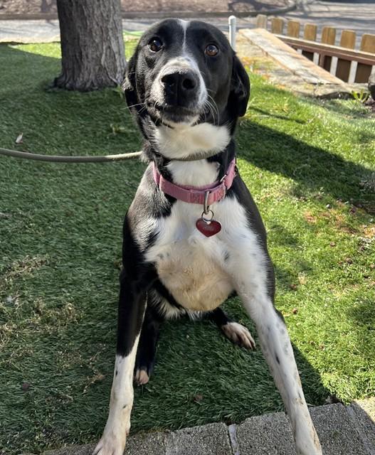 Enlarge Regina, a ADOPTABLE German Shorthaired Pointer in Phoenix, OR image 2/2