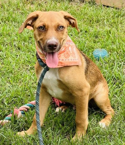 Dusty Jo $50, Adoptable, Puppy Male Pointer & Mixed Breed.